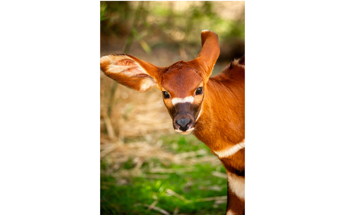 ZOO Antwerpen - afbeelding 9