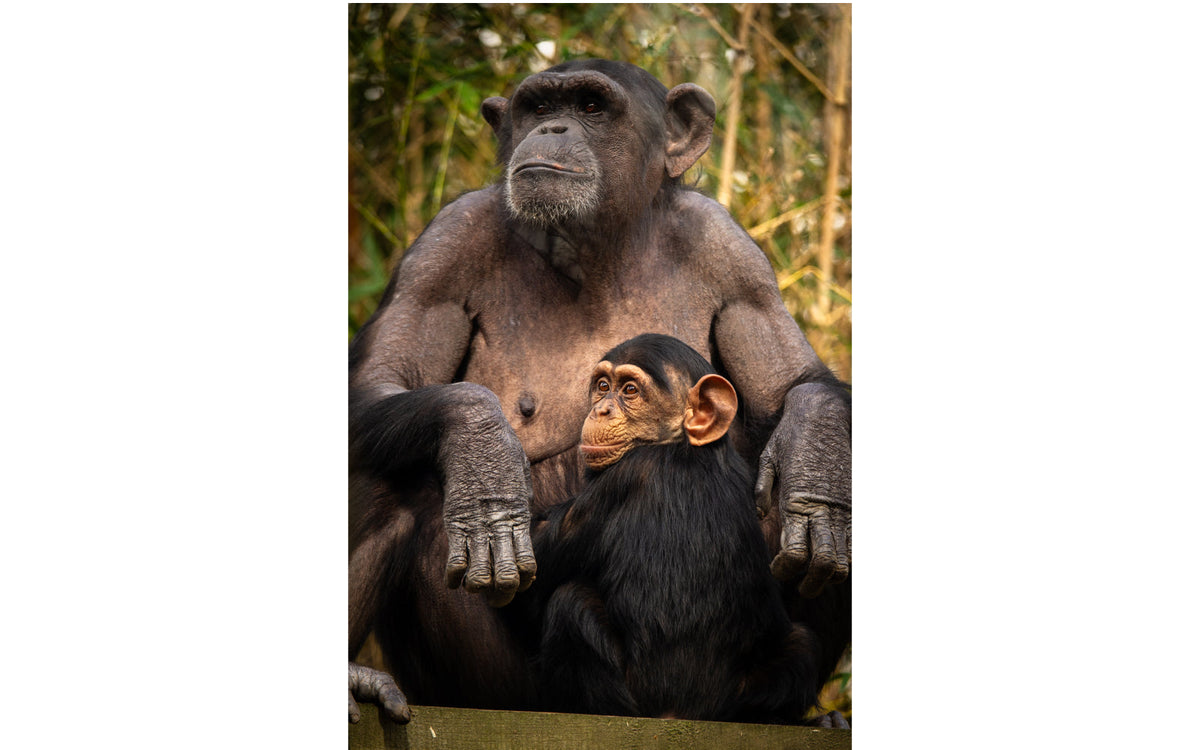 ZOO Antwerpen - afbeelding 10