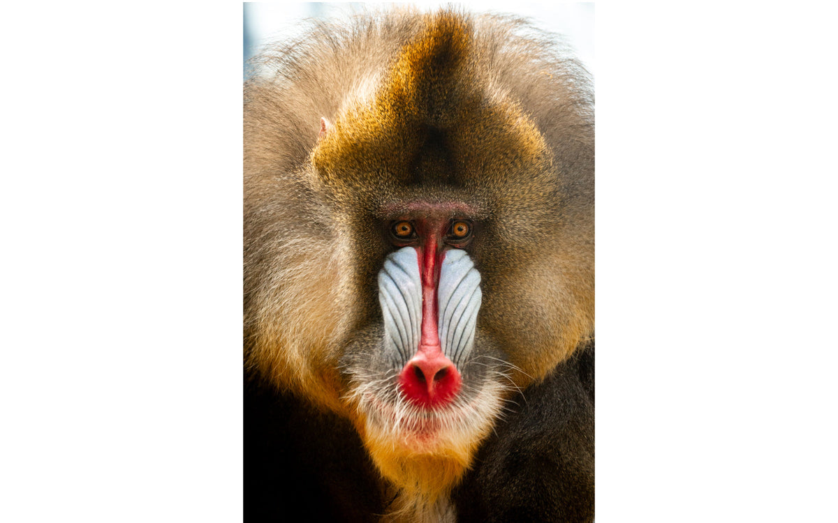 ZOO Antwerpen - afbeelding 13