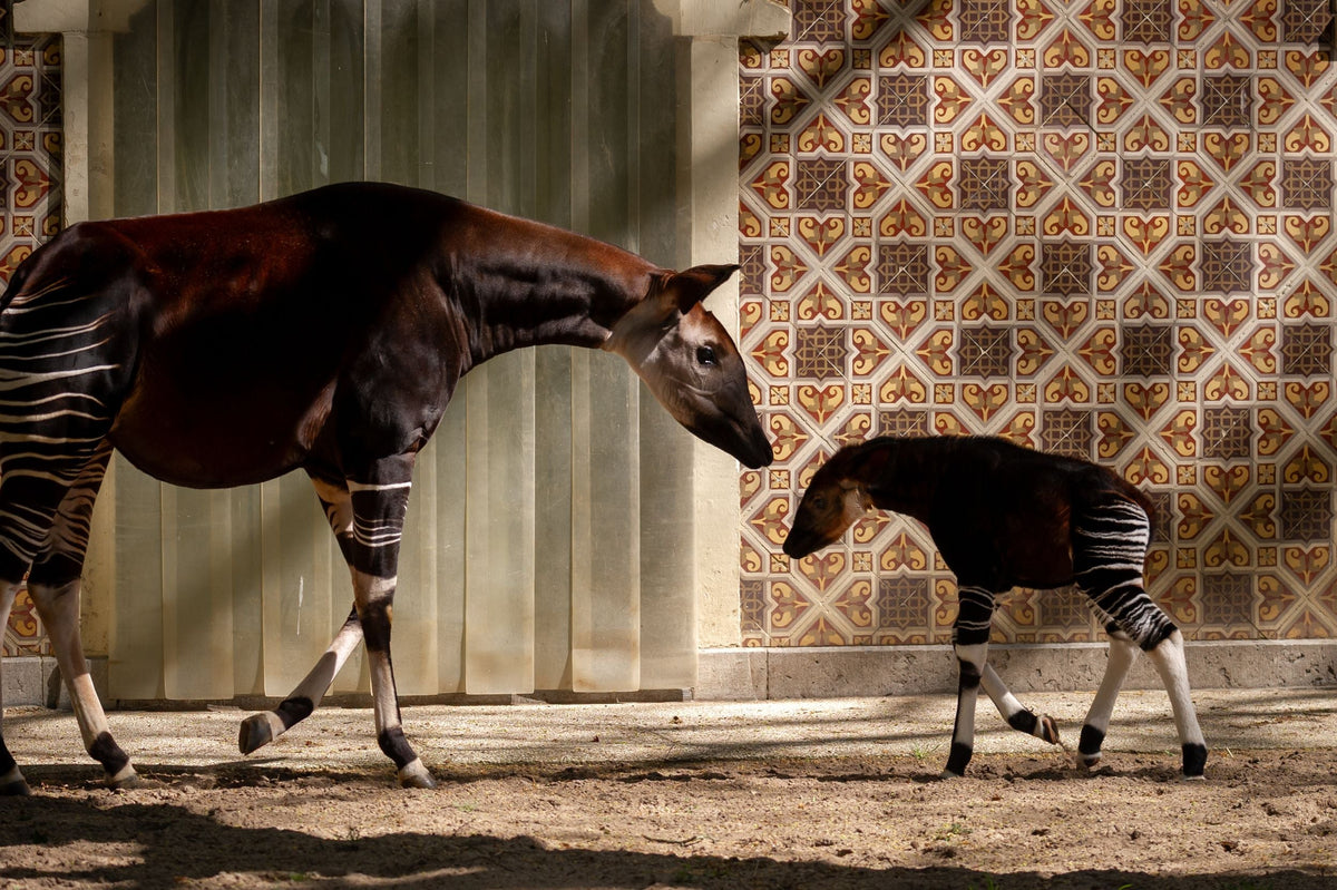 ZOO Antwerpen - afbeelding 8