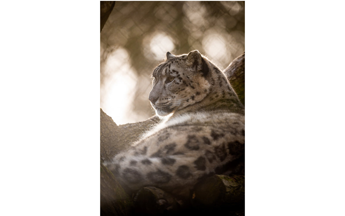 ZOO Planckendael - afbeelding 7