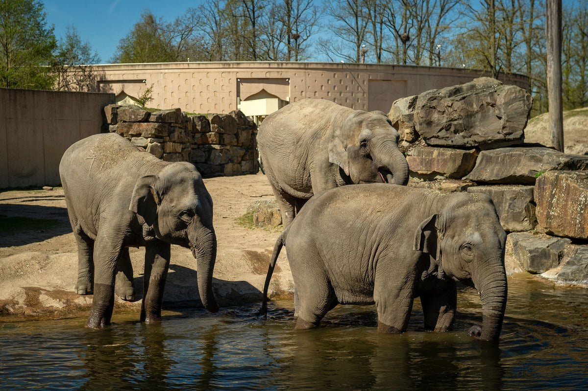 ZOO Planckendael - afbeelding 11