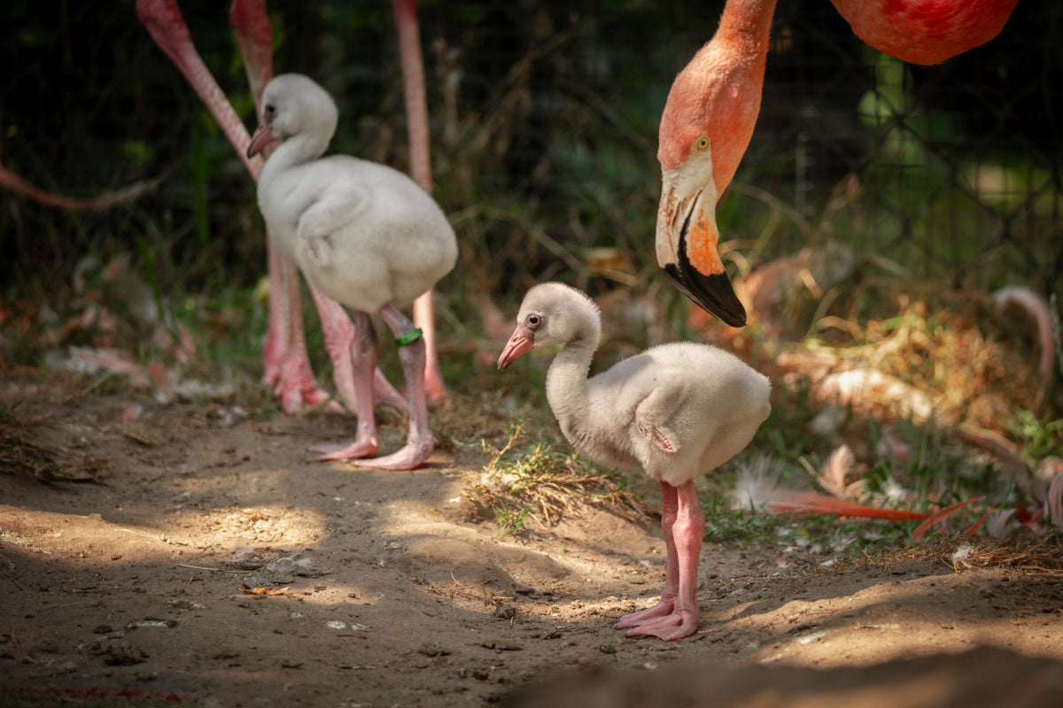 ZOO Planckendael - afbeelding 5