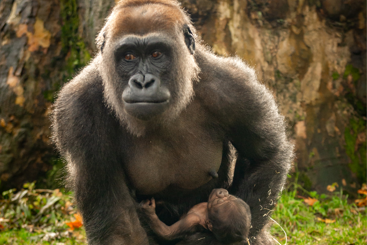 ZOO Antwerpen - afbeelding 3