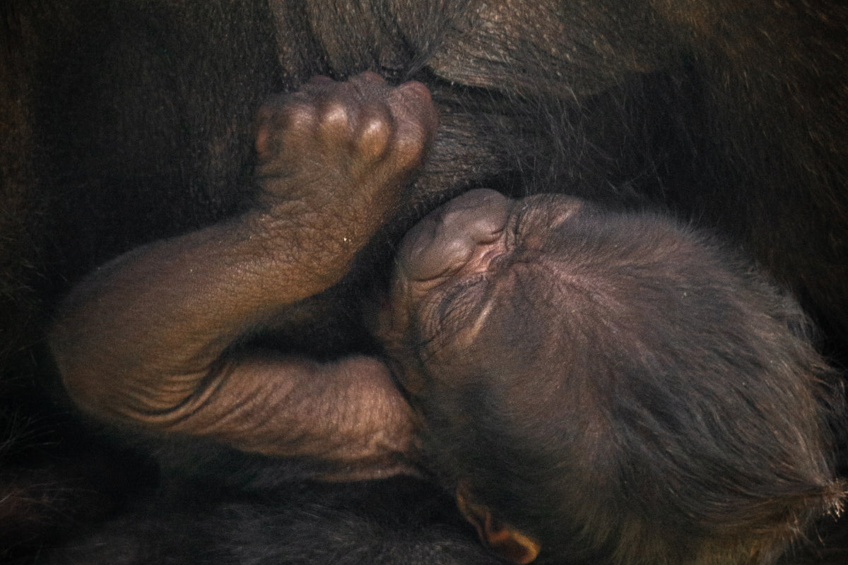 ZOO Antwerpen - afbeelding 4