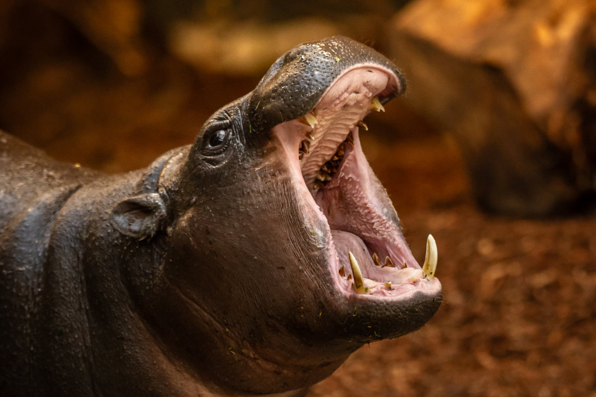 ZOO Antwerpen - afbeelding 5