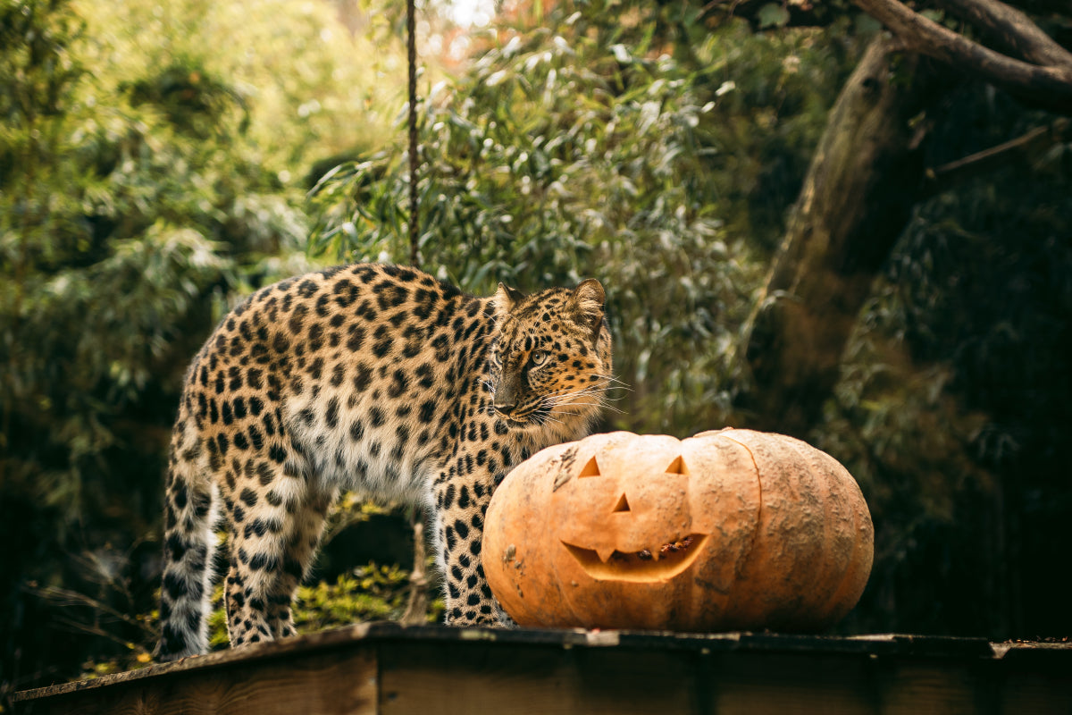 Bellewaerde Park - Halloween - afbeelding 15